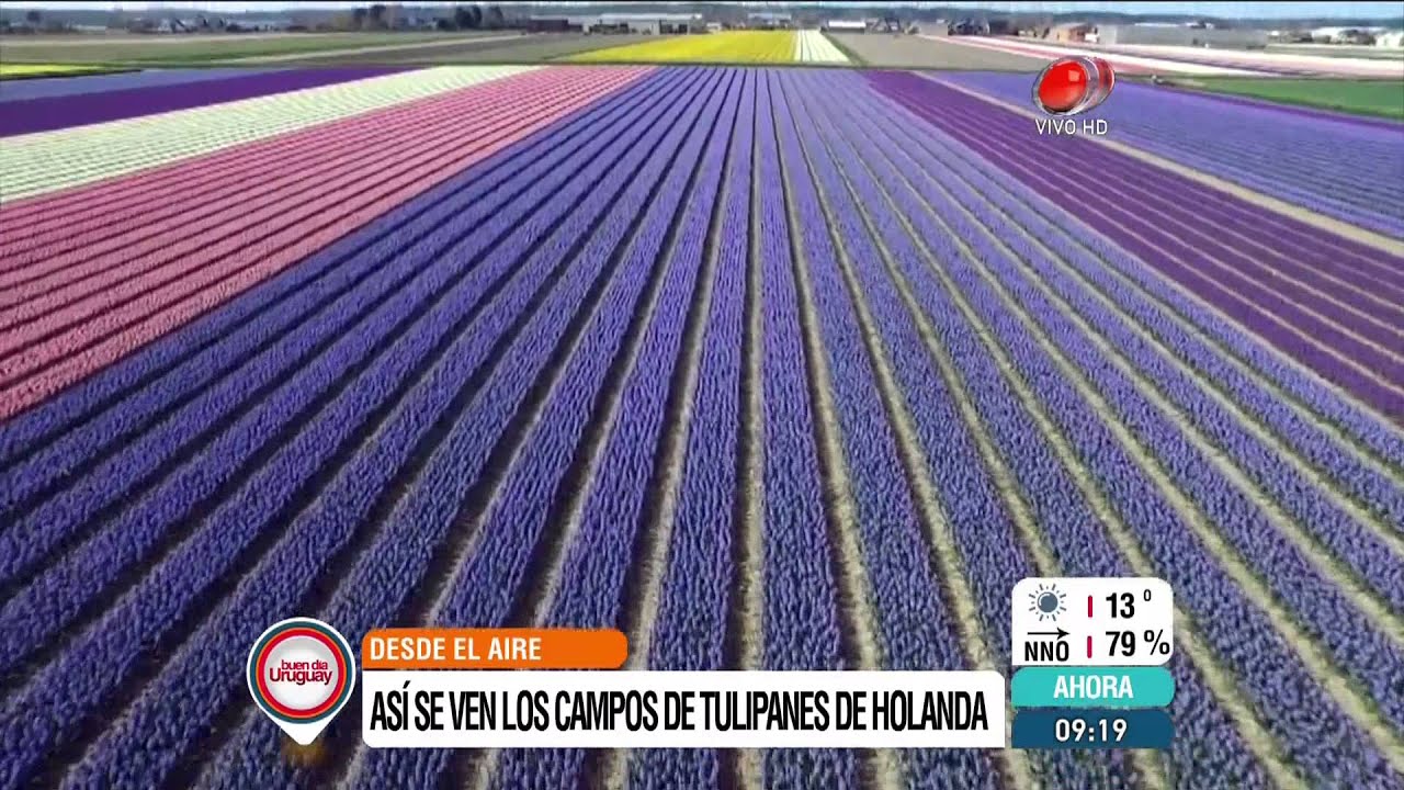 Campos de tulipanes en Holanda visto desde el aire por drones (23 de