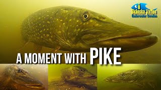 A moment with pike / Underwater video