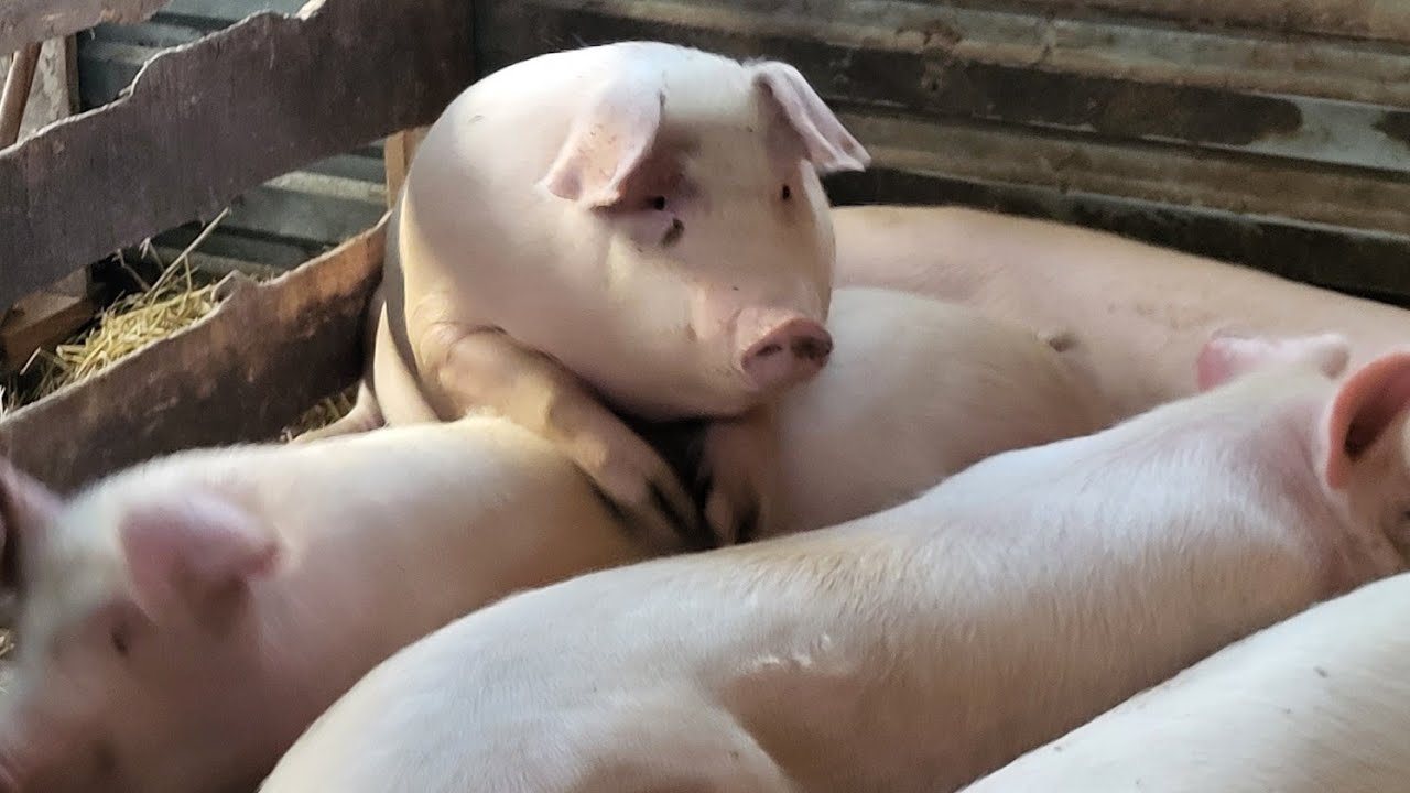 ‼️Сдам хозяйство живым весом 🐖🐄🙉 нет воды, света и на этом всё... #farmer #farming #pig #cow #milk 