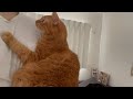 飼い主の出待ちをする猫がかわいい