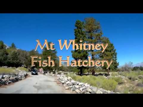 494-Mt. Whitney Fish Hatchery Tour and the Sights & Sounds of the Trout & Duck Pond