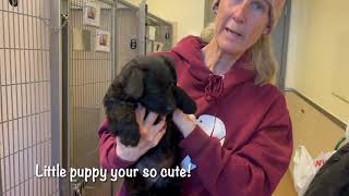 Sweet shelter Puppy at just 5 months needs help getting out! by loveglacier1 288 views 1 month ago 39 seconds