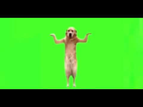 Dog Meme Green Screen 3 PhotoDance Golden Retriever