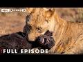Most Brutal Survival Battle Full Episode Savage Kingdom Nature Animal Documentary Most Brutal Survival Battle Full Episode Savage Kingdom Nature Animal Documentary