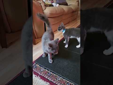 Juniver kittens