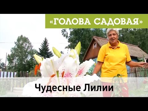 Голова садовая - Чудесные Лилии
