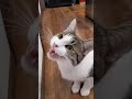 猫のクラッキング（60日目）#Shorts
