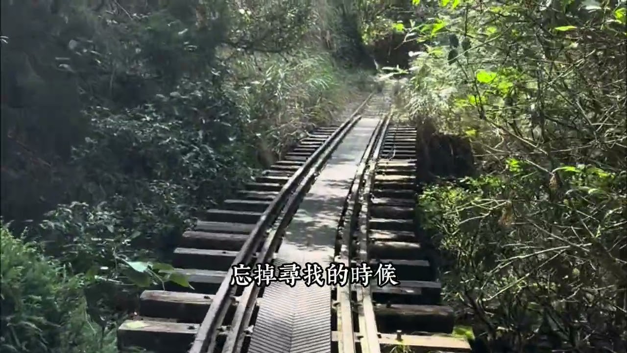 不在眠月線的一葉蘭｜想看的時候看不到，沒想到的時候看到一大片