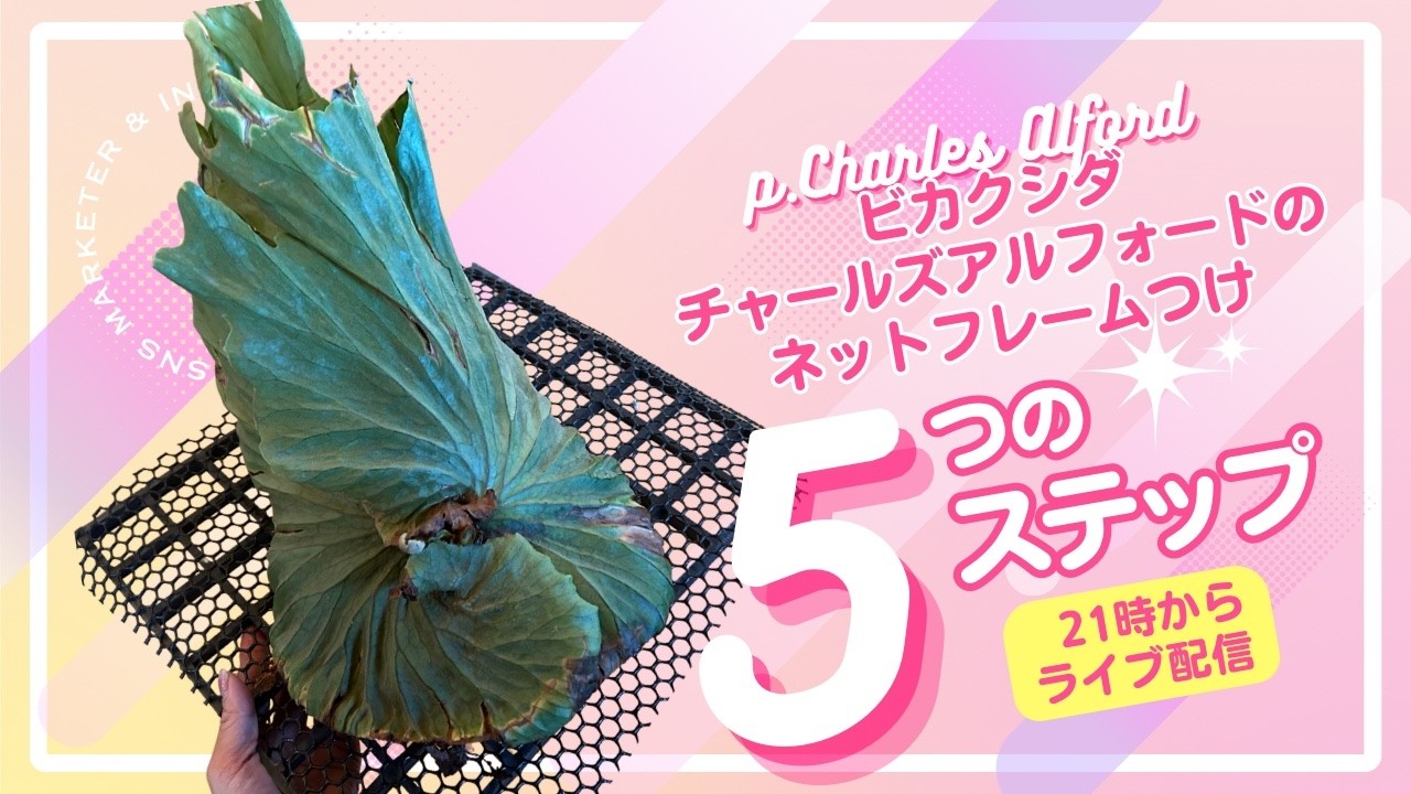 Platycerium (Platycerium staghorn fern) mounted on a Charles