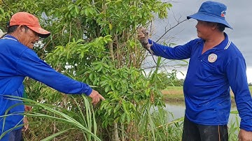 Phá Đám Cỏ Bắt Chuột Cúng Nhum Khủng Và Bầy Con Chưa Mở Mắt Về Nuôi.Góc Làng Quê#644