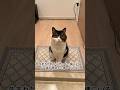 いつも一緒にいるパパ猫が帰ってこないと心配する息子猫