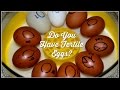 Do You Have Fertile Chicken Eggs For The Incubator?