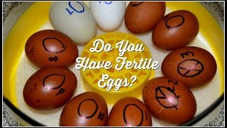 Do You Have Fertile Chicken Eggs For The Incubator?