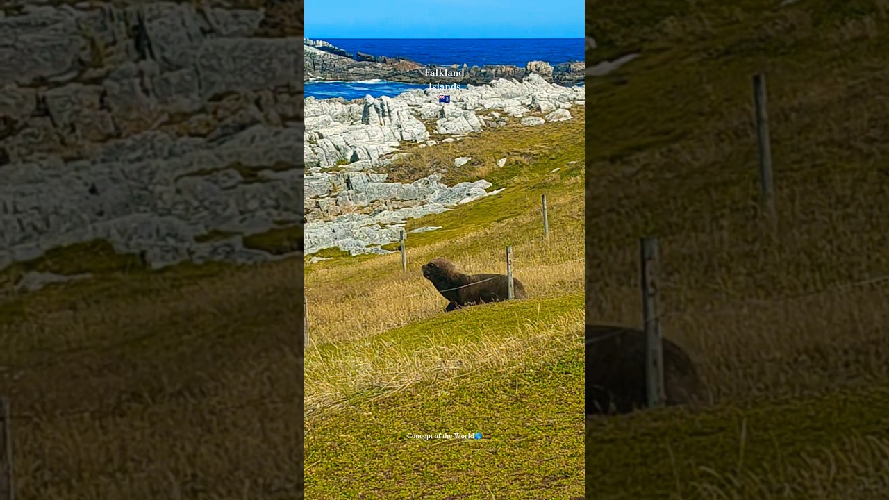Sea lion on a walk  🇫🇰 