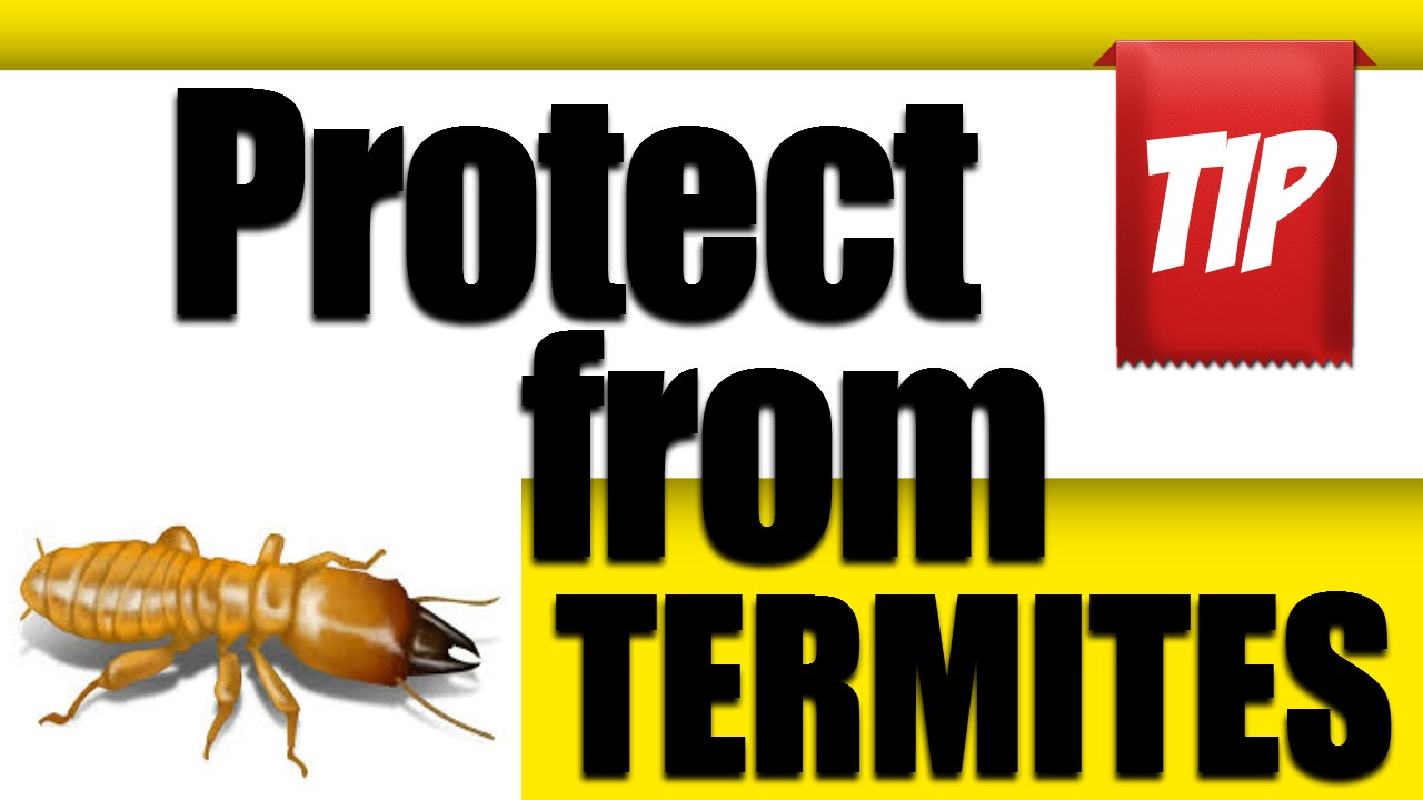 best way to protect home from termites YouTube