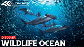 Unseen Ocean Wildlife | The Hidden Kingdom Beneath the Waves That Few Ever Witness Beyond the Blue