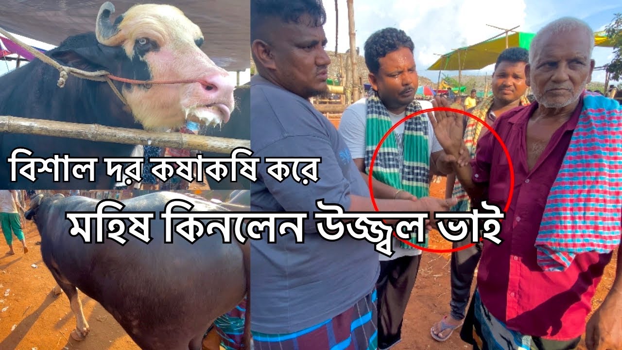 দর কষাকষি করে মহিষ নিলেন উজ্জ্বল মাংস ব্যবসায়ী 