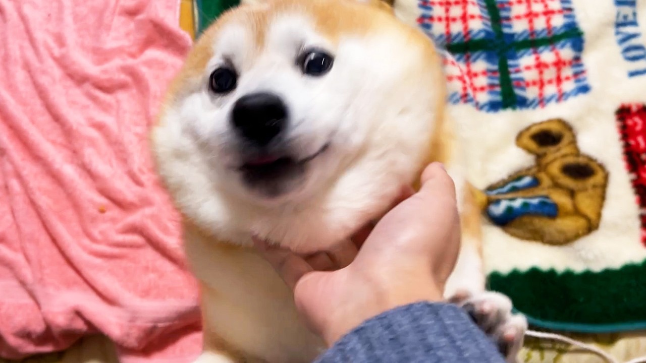 Ranmaru is home alone early in the New Year and seems to have