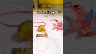 “Lovebird Feeding Hairband Through Mirror 😂 | Cute Bird Moments 💖#Lovebird #FunnyBird #BirdShorts"