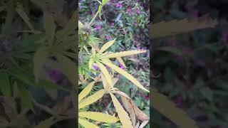 🔥 🔥 Uk Weed HARVEST 🍃 🍃  Outdoor BUDS!! #Guerilla grow.