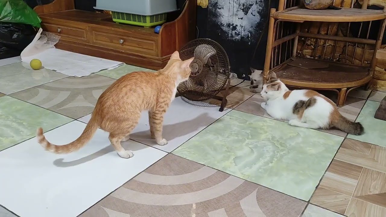 Cute Cat Drama! Nana Gets Mad When Tomo Crashes The Fun.