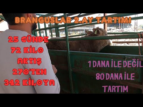 Rekor Kilo Artışı 25 Günde 72 Kilo / Brangus  Besileri 2.Tartım