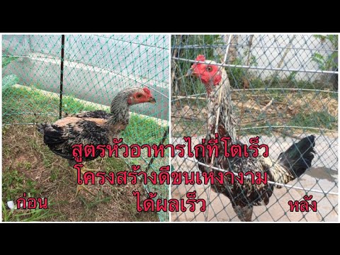 สูตรหัวอาหารไก่รุ่นโตเร็วขนยาวเร็วโครงสร้างดีไปชมกันครับ