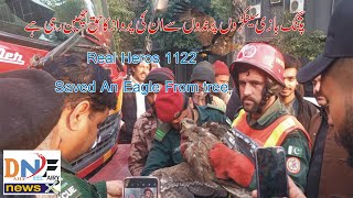 Real Heros 1122 Saved An Eagle From tree