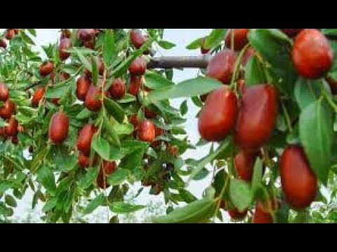 Video: Njega žižule - Kako uzgajati drvo žižule