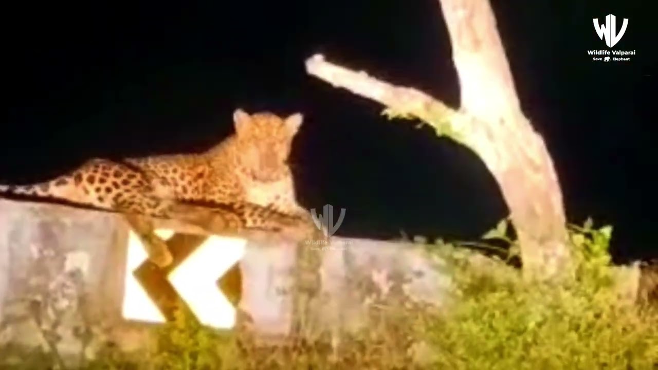 Erode – Leopard Movement in Thimbam Ghat Road: Forest Department Issues Warning