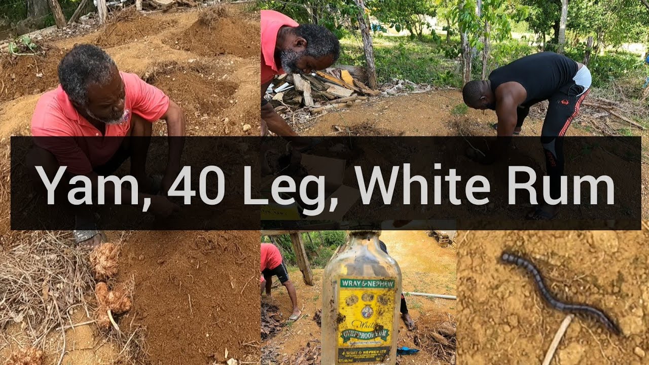 Planting the Yams Confrontation with a 40 Leg YouTube