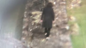 Shovel Dance Collective - The Rolling Wave (Official Video)