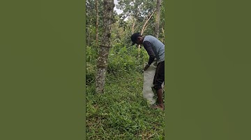 Village farmers cut fresh grass for their livestock using a simple sickle #shorts