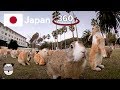 🇯🇵 360° Rabbit Island | Okunoshima, Japan