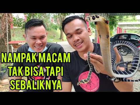 Video: Adakah ular tedung berbisa atau berbisa?