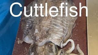 How to clean an cuttlefish (by nikofish)
