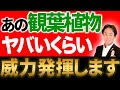絶対に置くべき観葉植物！家にあるだけで運気爆上がりします！