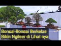 Barisan Bonsai Berkelas Semua, Kontes Bonsai Pamnas Gianyar 2023