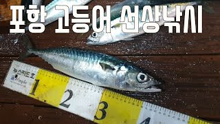 포항고등어낚시/포항선상고등어/고등어선상