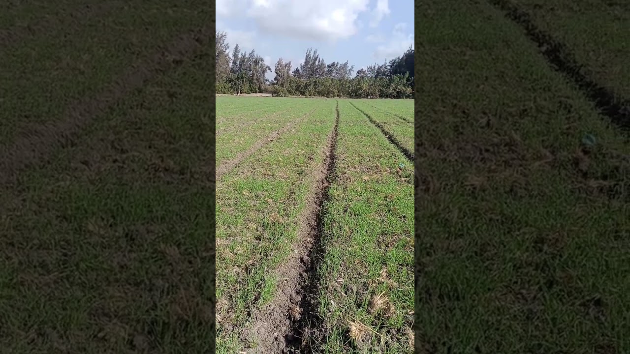 أهم أخطاء مزارعي القمح وأفضل الأساليب العلمية الحديثه للحصول على 35 أردب للفدان