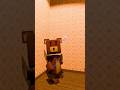 Home Alone Super Bear Adventure #superbearadventure