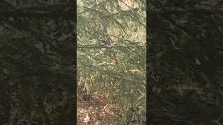 The norway spruce tree in natural habitat #pinetrees #trees #tree The norway spruce tree in natural habitat #pinetrees #trees #tree