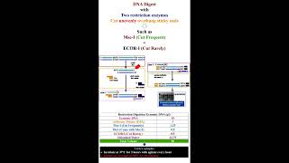 DNA Digest of AFLP Marker    #geneticteacher