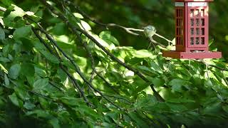 Blue Morning Routine