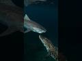 衝撃！イリエワニとイタチザメが同じ獲物に喰らいつく