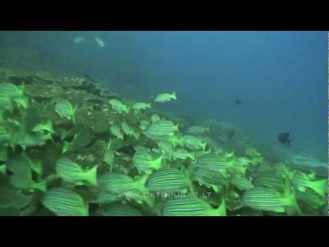 Video: 18 Attēli, Kas Pārliecinās Jūs Aizvest Savus Bērnus Uz Galapagu - Matador Tīklu