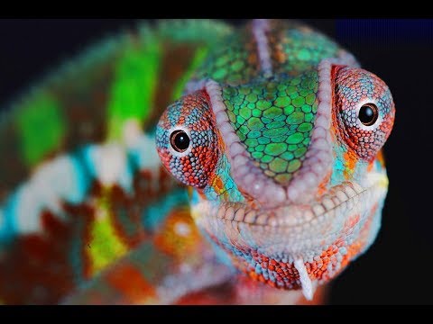 chameleon-changing-color-amazing-রং-পতিবর্তনকারী-গিরগিটি