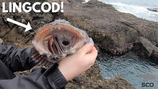 Rock fishing the california coast for big lingcod on bass gear!