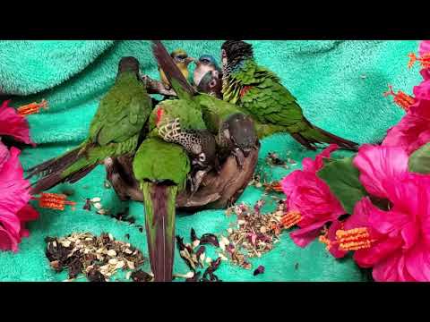 Painted and white eared emma conures with teas flowers(2)