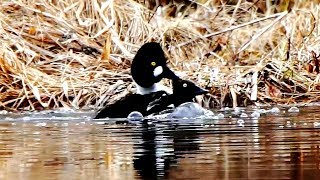 Гоголь обыкновенный (Bucephala clangula) | Film Studio Aves